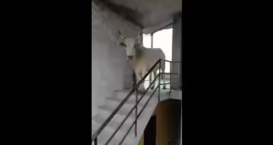 Cow Shows Up at 4th Floor Flat in&nbsp;Lucknow